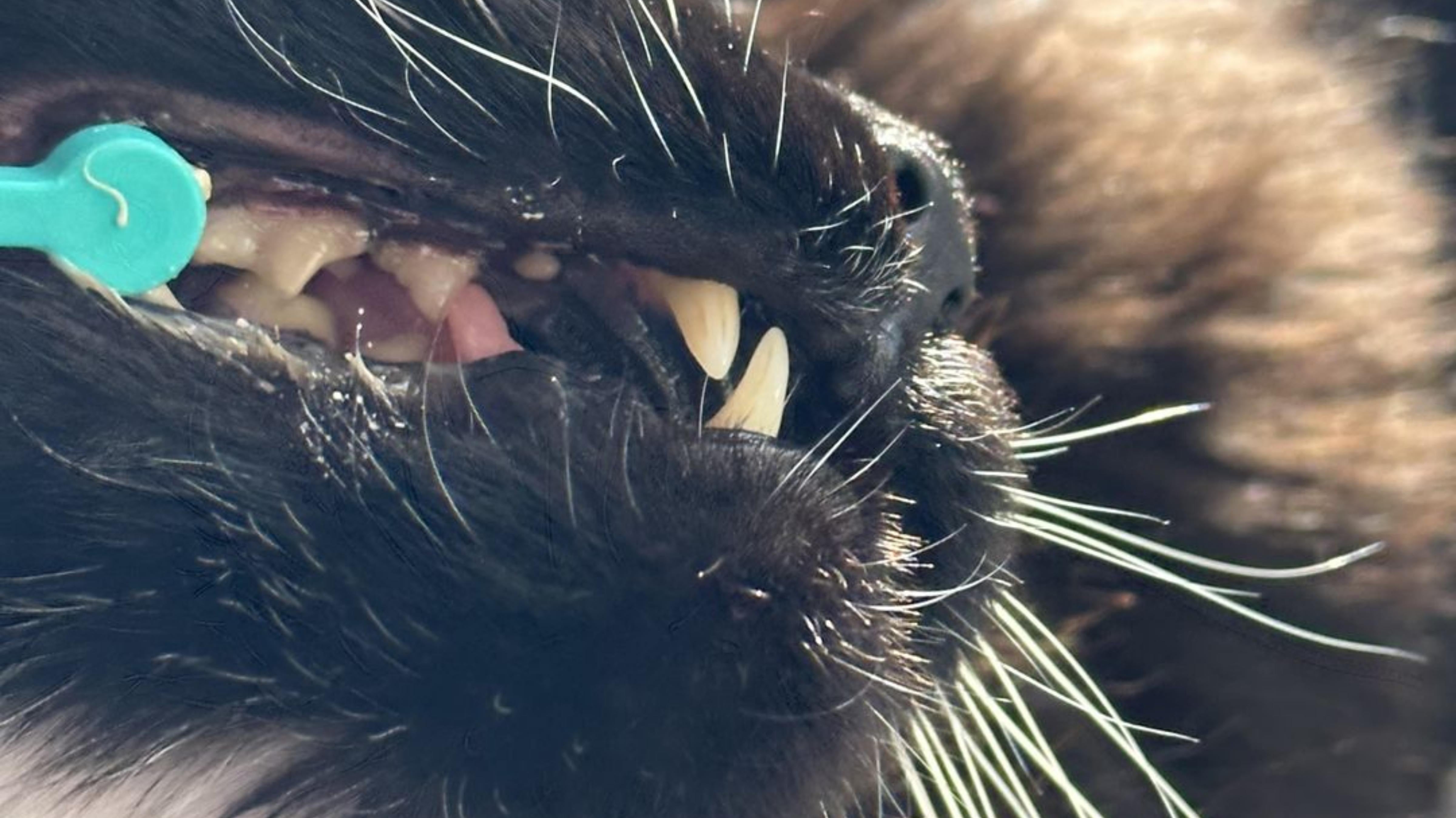 This really is a very nice cat toothbrush. It is small enough to target the teeth and not bother their gums that much and also fits nicely in their mouths. The bristles are strong enough to keep the teeth clean. It looks like I finally found a perfect cat toothbrush.